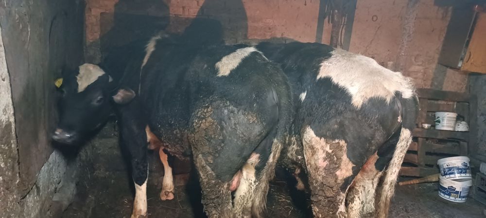 Продам бычков 2шт