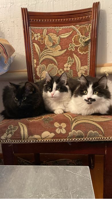 отдам в добрые руки