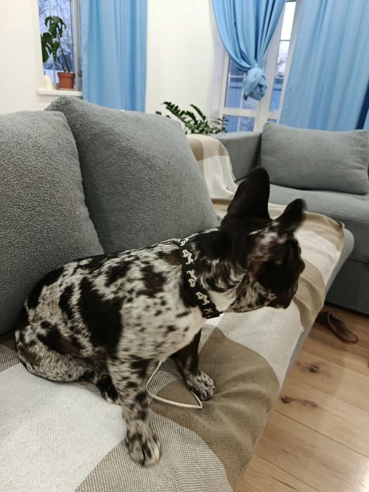 Продам щенка французский бульдог