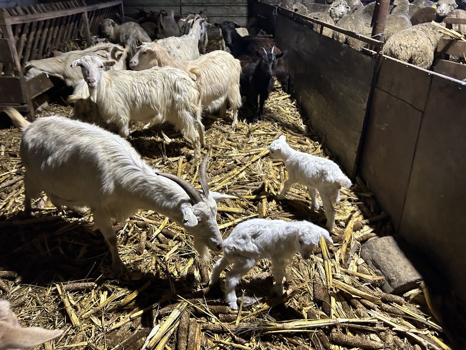 Vand capre sau schimb cu oi