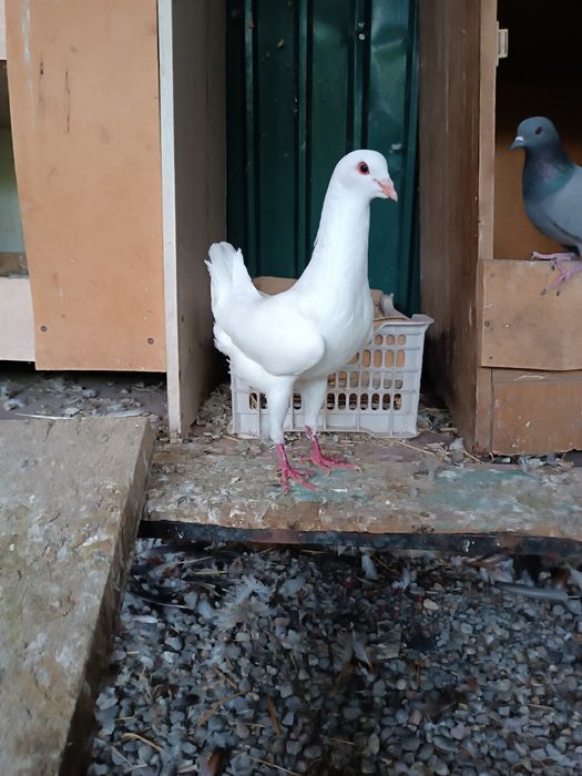 Мальтийская курочка