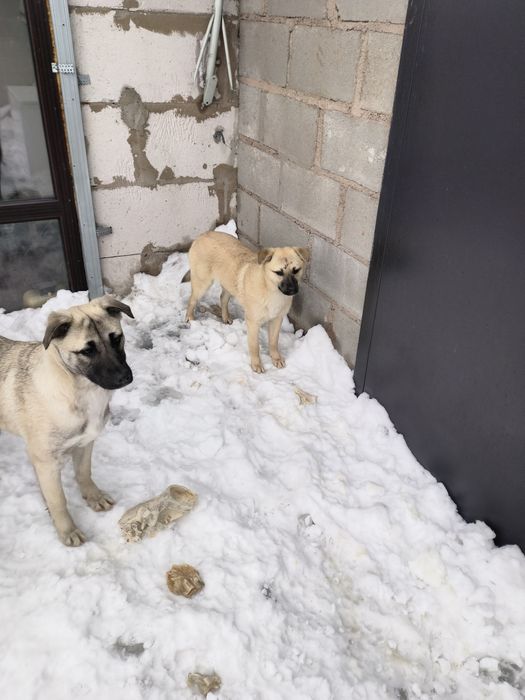 Отдам в хорошие руки щенков