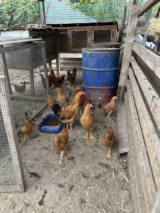 Продам кученских цыплят