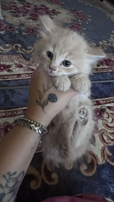 Отдам котят в добрые руки