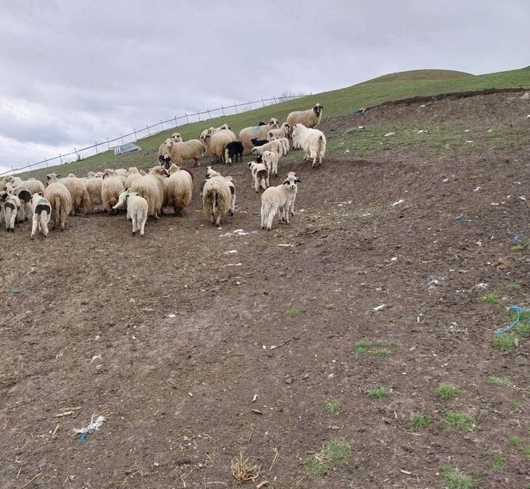 Vand miei pentru sacrificare