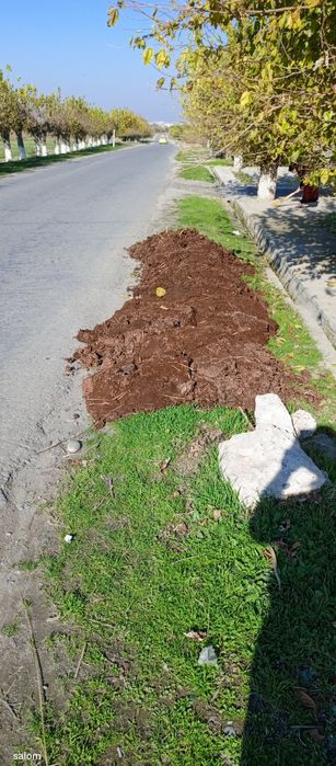 Mol Pori (gung) sotiladi