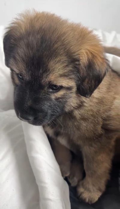 Щенки , бесплатно