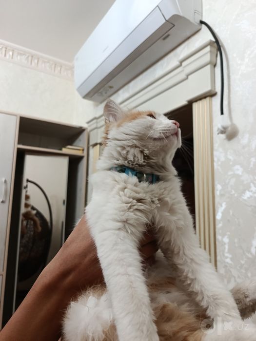 Пародистый кот отдам