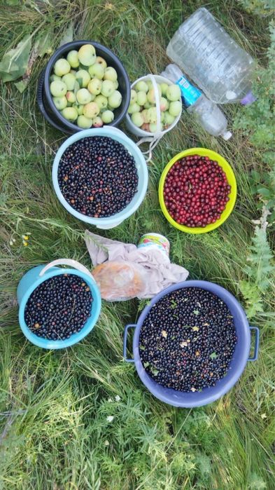 Продам лесную смородину