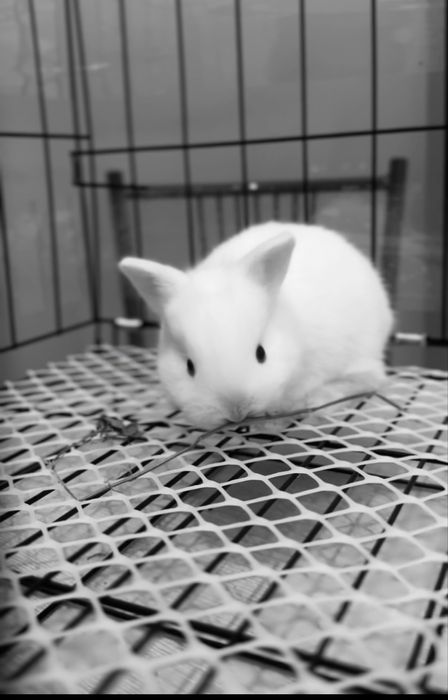 Декоротивный кролик