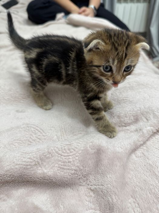 веслоухий котенок