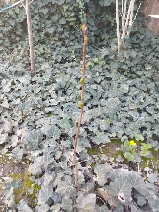 Саженцы Алычи домашней