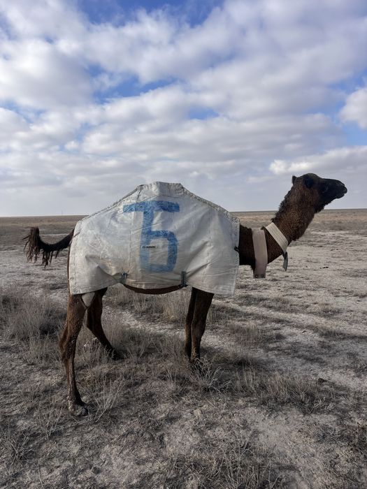Түйелер сатылады