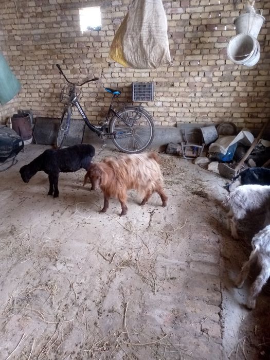 Kalshox bug6z echki sotiladi