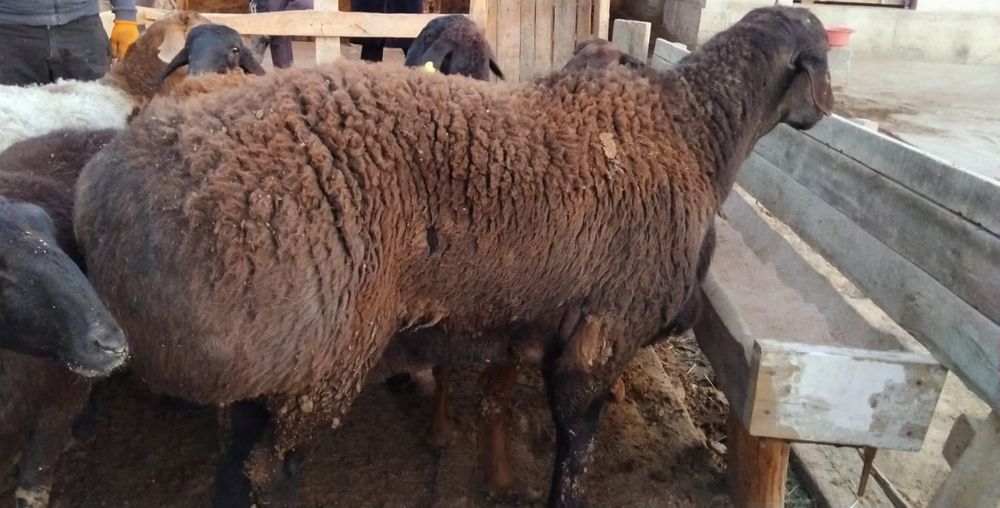 Урыктыкка кошкар сатылады.