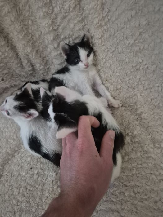 Pisici pentru adopție!