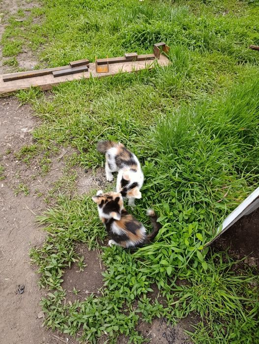 Отдам котят в добрые руки