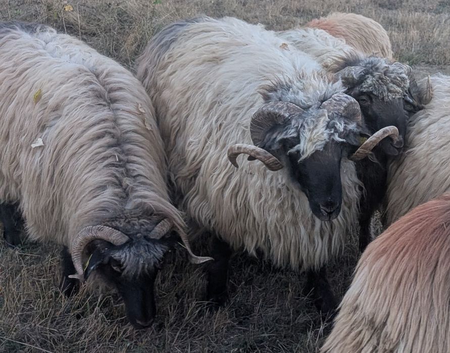 Oi bucălai de vânzare