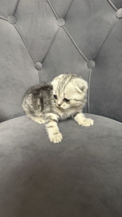 Котята шотландские скоттиш фолд
