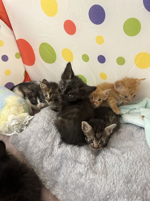 Ищим дом котятам , срочно !!!
