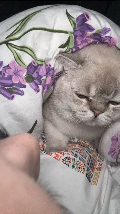 Кот продается пишите здесь