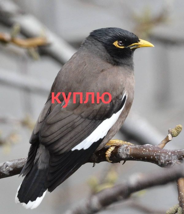 майна птенец ...