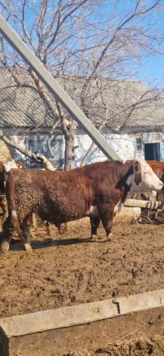 Продается бык 2 года