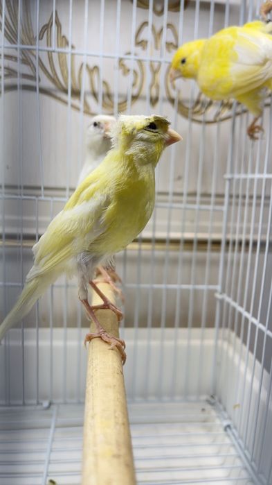 Канарейка овсяночный напев Канарейка трайник сайроли кушла