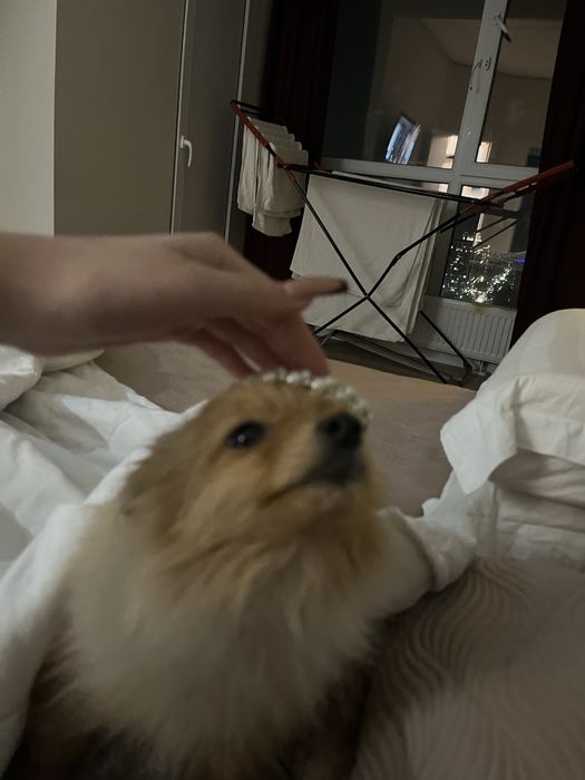 Немецский шпиц щенок