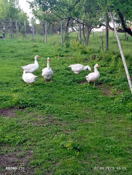 Vand gâște românești