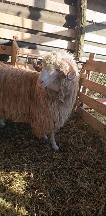 Disponibili doi berbeci Băli