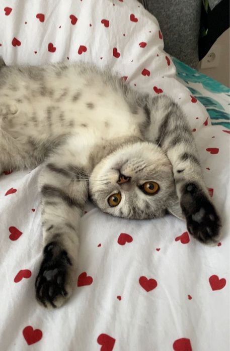 Котенок скоттиш страйт