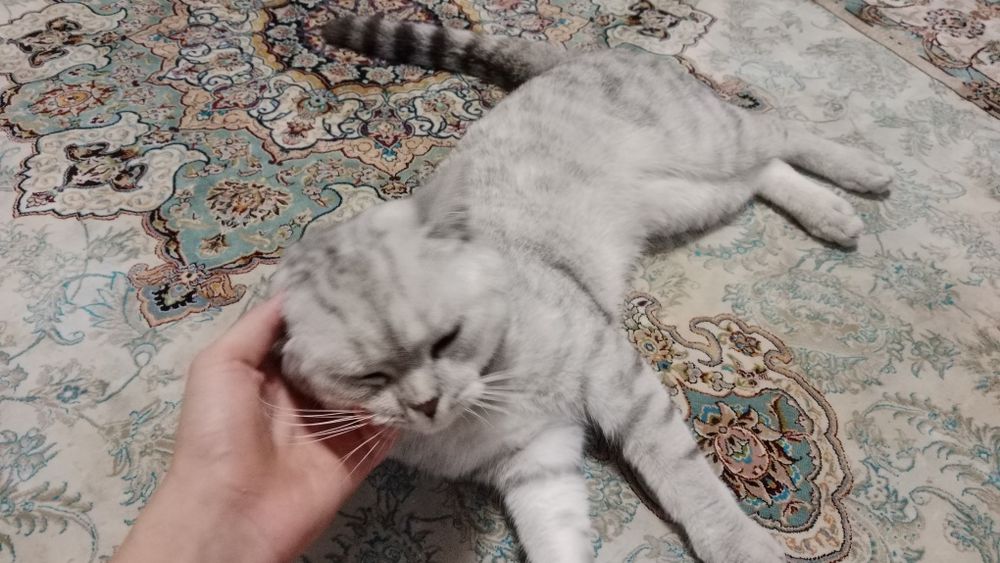 Шотланский мушук