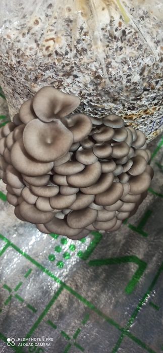 Qoziqorin veshinka mitseliysi