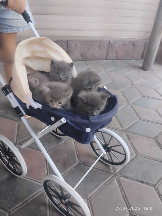 Котята .                               .