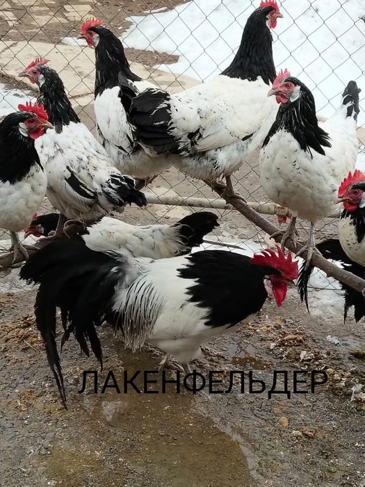 Продам Цыплят. Цены разные..