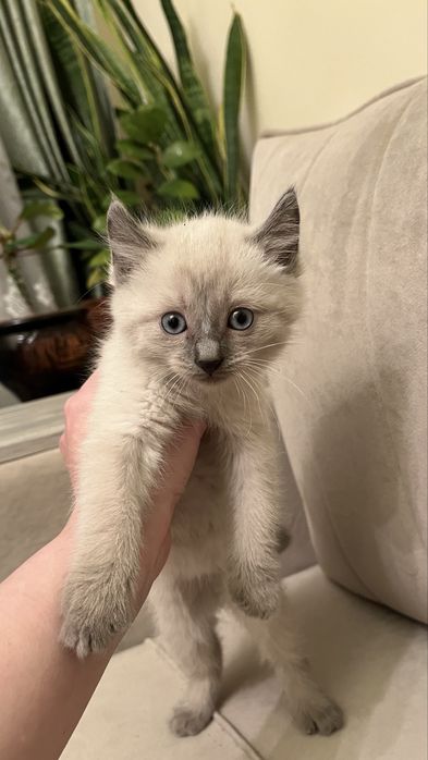 Котенок Американский Керл