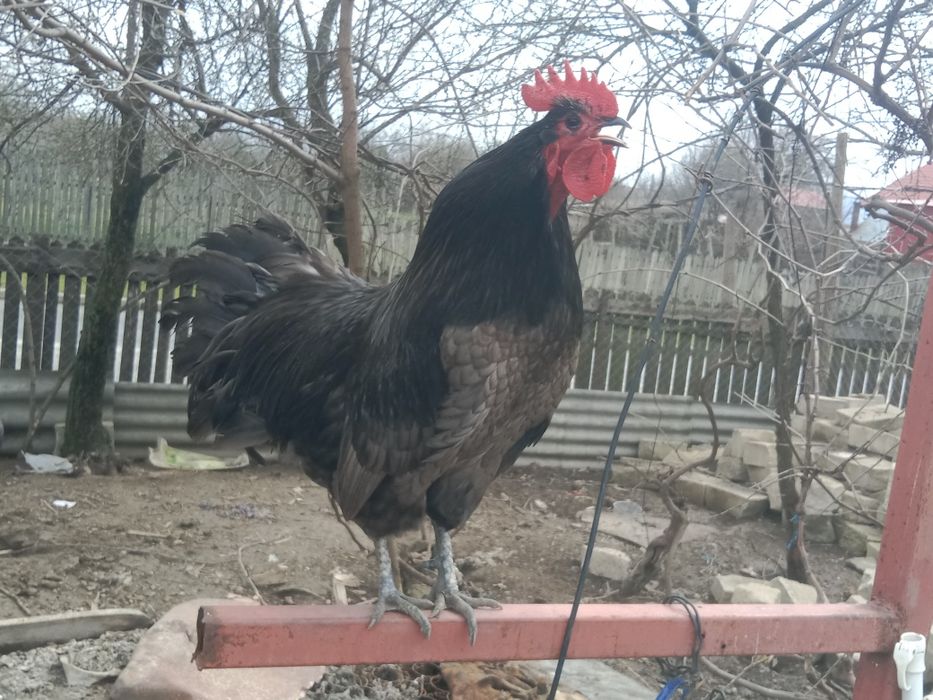 De vanzare Bibilici  de casa foarte frumoase bibilicile sunt de rasa