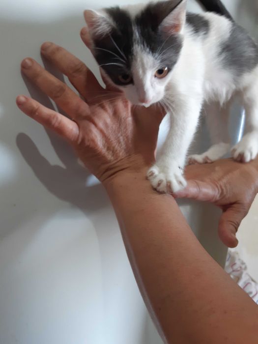 Котенок в добрые руки