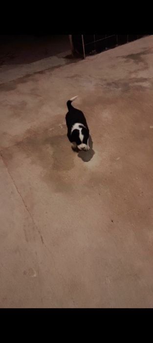 Alabay zot 15kunlik sariq onasi