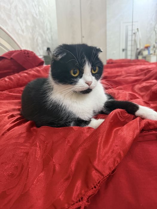 Продаётся кошка. 1,5 годика