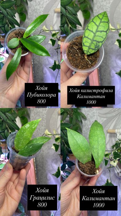 Укорененные черенки хой