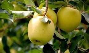 Тоза интинсиб ва полкарлик олма кучатлар