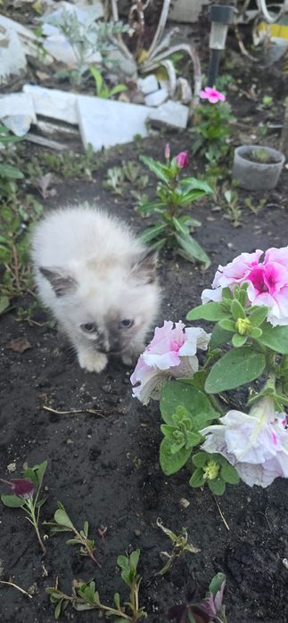 Кошечка в добрые руки