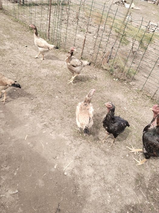 Дакан жумыртка сатылады,