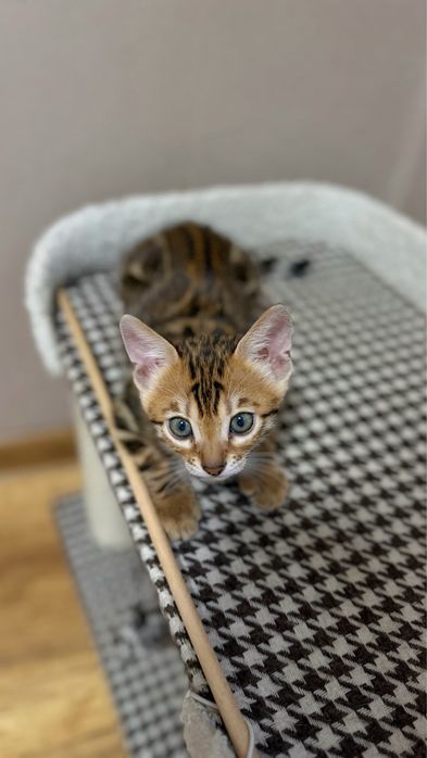 Бенгальские котята с документами