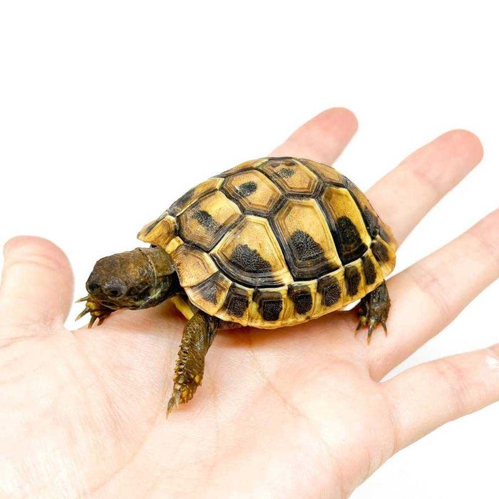 Țestoasă de uscat Testudo Hermanni Boettgeri pui