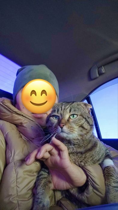 Отдам кота в хорошие руки