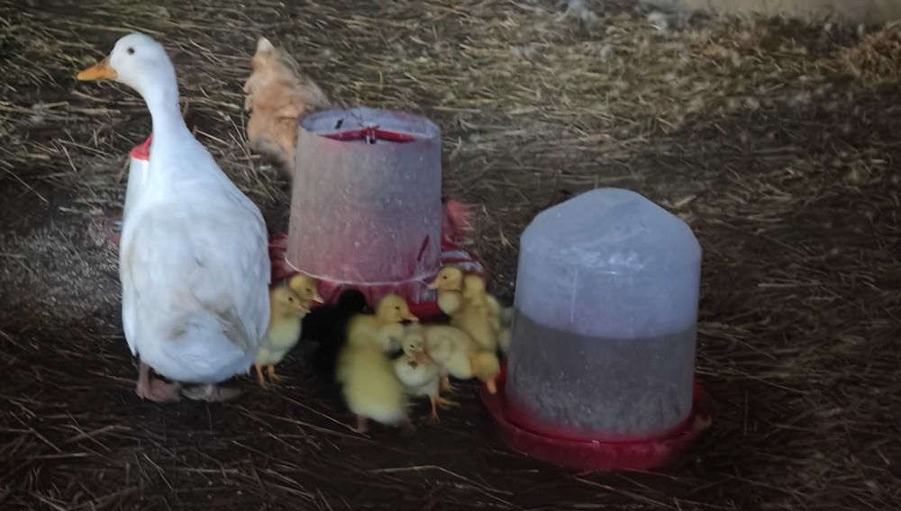 vand rata Pekin cu 8 boboci