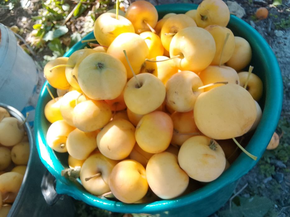 Продам КАБАЧКИ и ЯБЛОЧКИ на компот